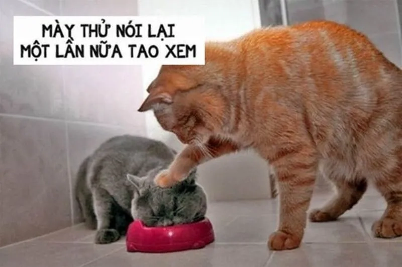 Hình meme đánh nhau: Mày thử nói lại một lần nữa tao xem
