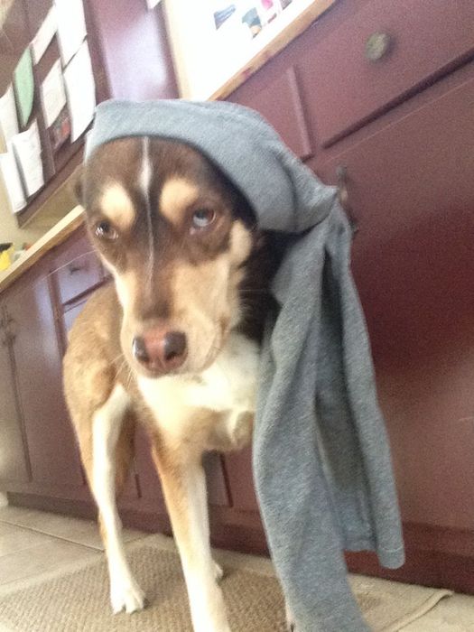 Hình chú chó đội quần ngồi lặng lẽ, như đang suy ngẫm về cuộc đời sai chỗ.