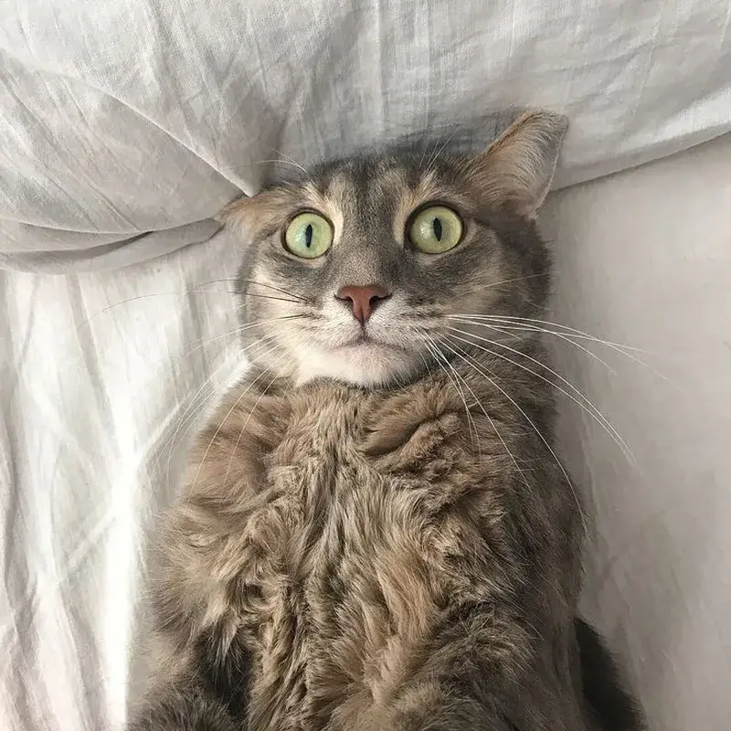 Không ai hiểu boss hơn tiếng nấc của nỗi sợ