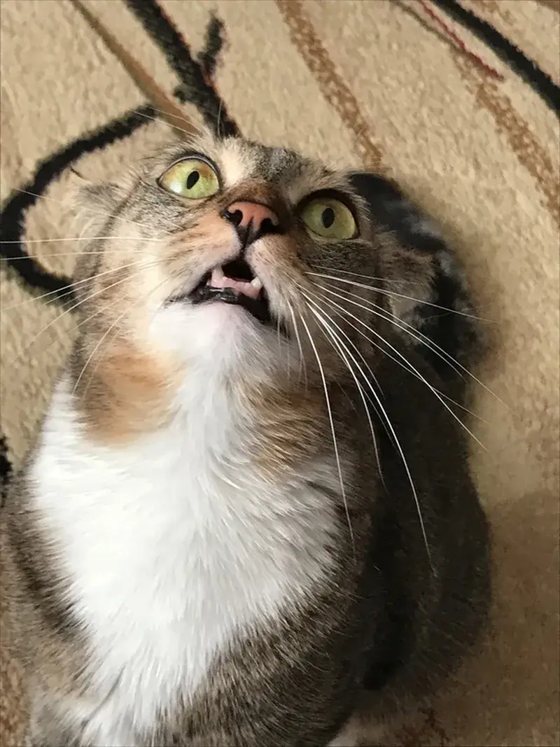 Một giây trước là anh hùng, sau là đống lông run rẩy