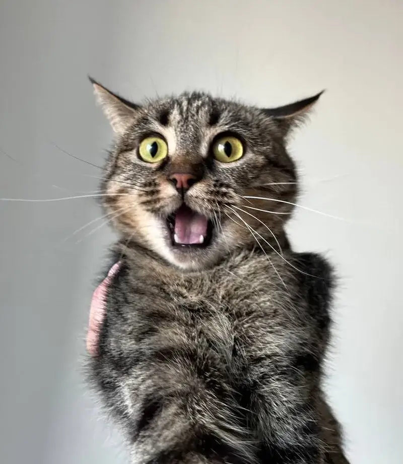 Sét đánh cũng không hoảng bằng con mèo này