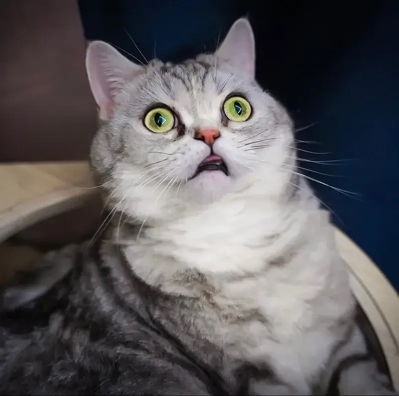 Mèo bật dậy như trúng điện