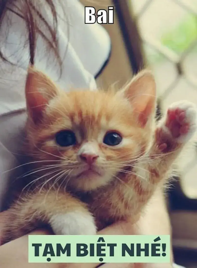 Một cái vẫy tay chào trong meme khiến ai cũng luyến lưu.