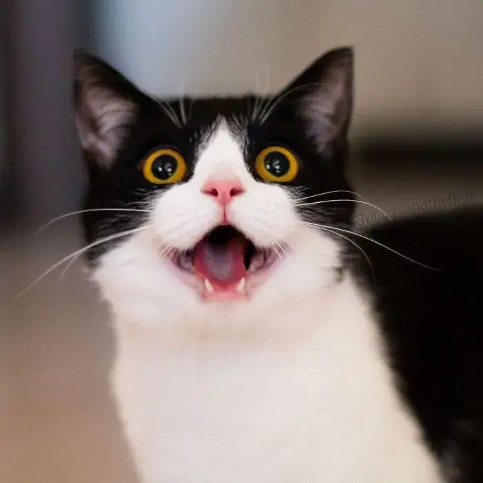 Gương mặt ngơ ngác, hoang mang như bị bỏ quên trong group chat.