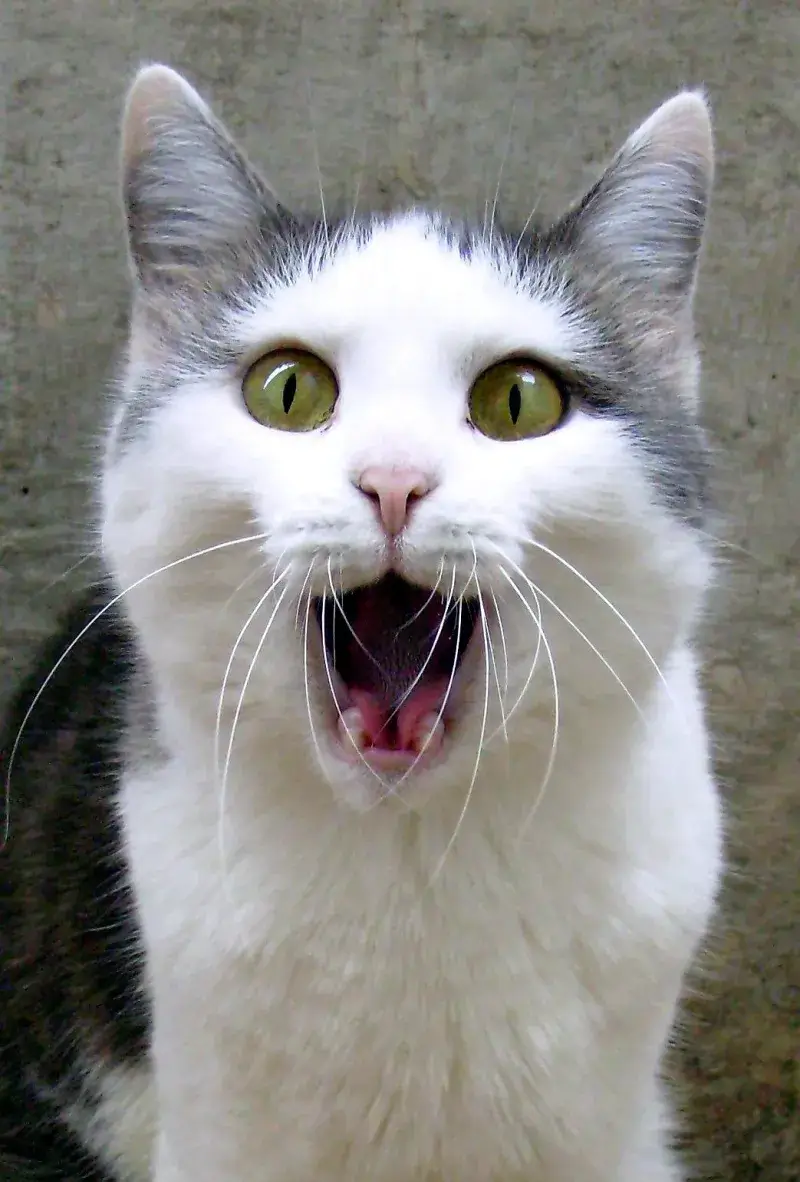 Hình ảnh meme mèo nhìn nghiêng với ánh mắt kiểu: “Cái gì cơ!?”