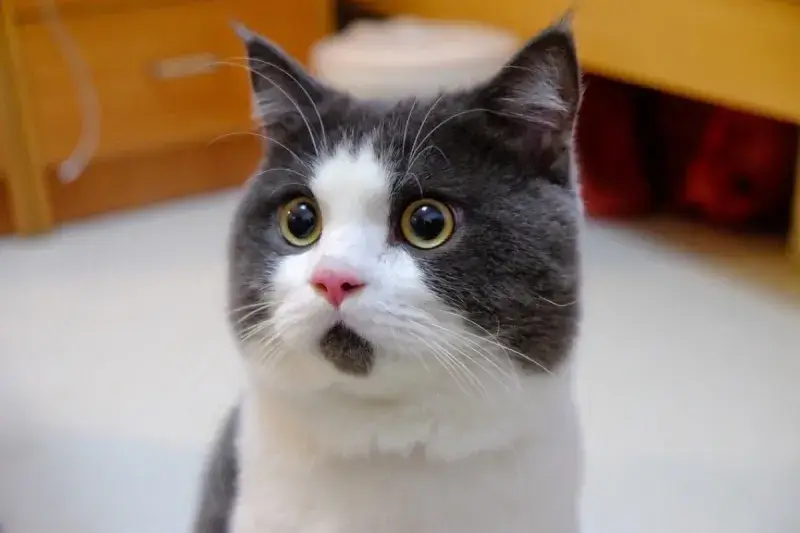 Mèo đang nằm mà nghe tin giật gân, biểu cảm lập tức thay đổi.