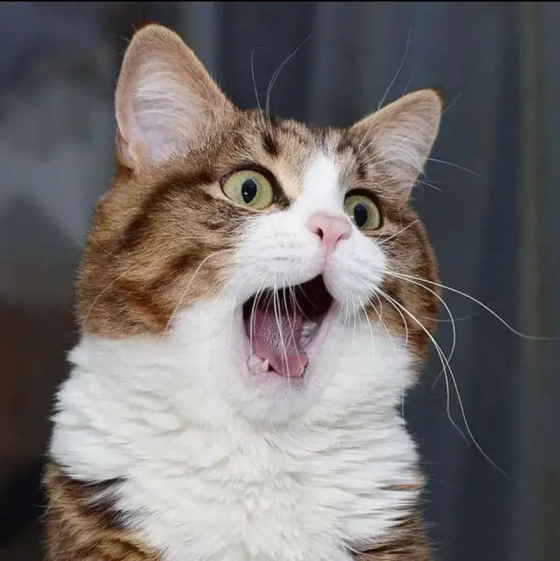 Mèo quay đầu chớp nhoáng kiểu “ai vừa gọi tui vậy trời?”