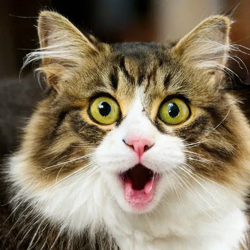 Mèo tròn mắt kinh ngạc như vừa phát hiện sự thật động trời.