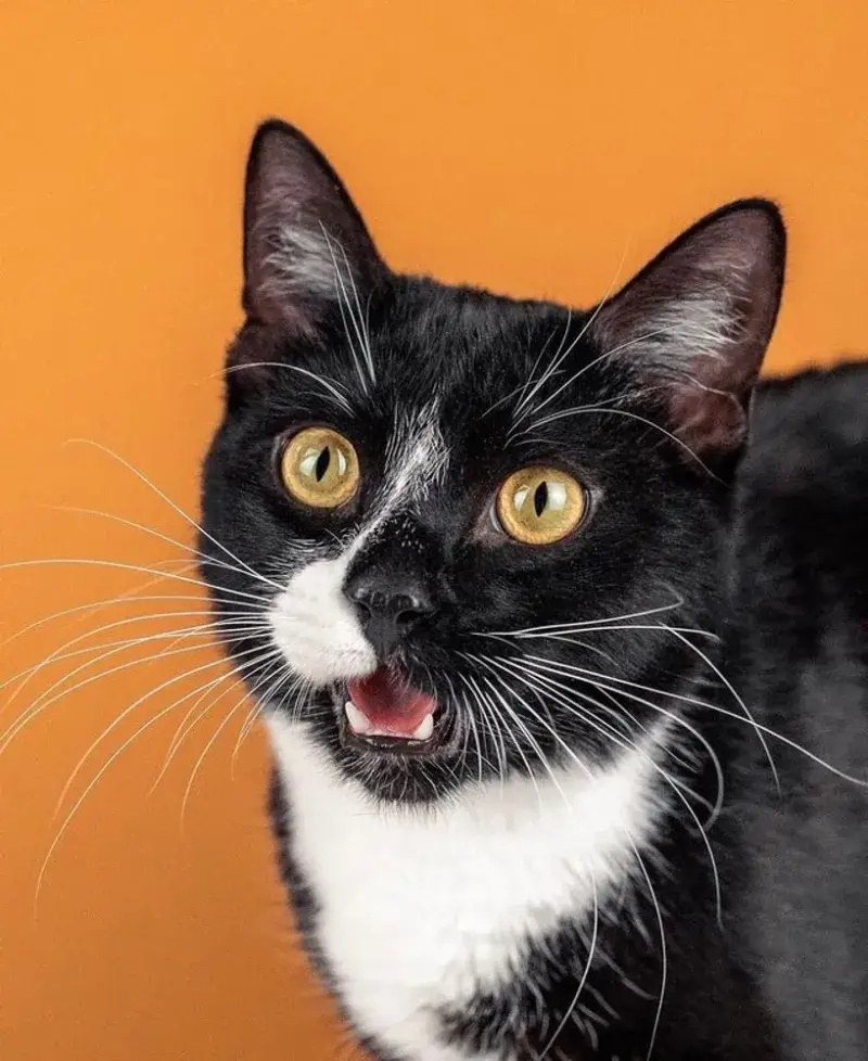 Mèo há hốc mồm bất ngờ, chuẩn phản ứng khi nghe tin cực sốc.