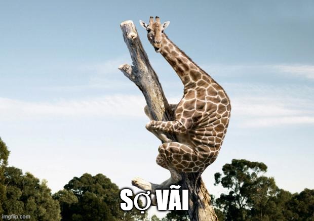 Hươu cao cổ sợ quá leo tút lên cành cây