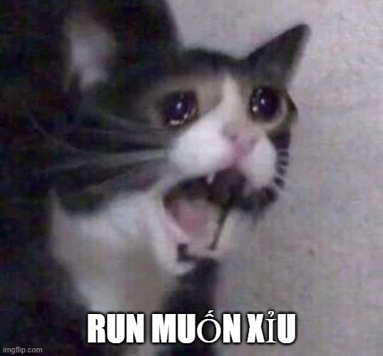 Ánh mắt chú mèo con cầu cứu thần thánh