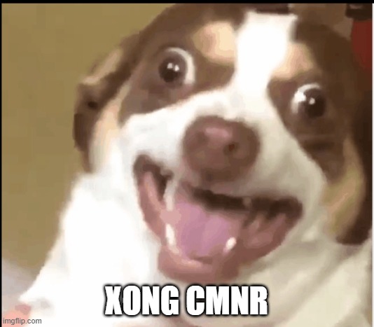 Chó sợ pháo như học sinh sợ điểm kém