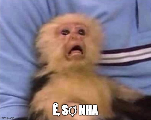 Chú khỉ con sợ không nói được tiếng nào