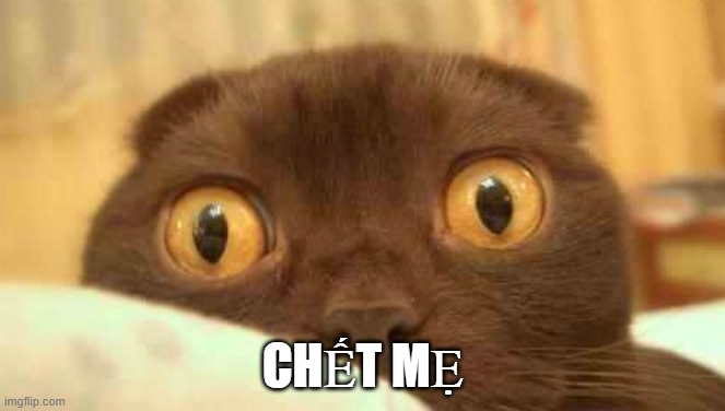 Khi chú mèo đứng hình toàn tập, vibe kiểm tra miệng