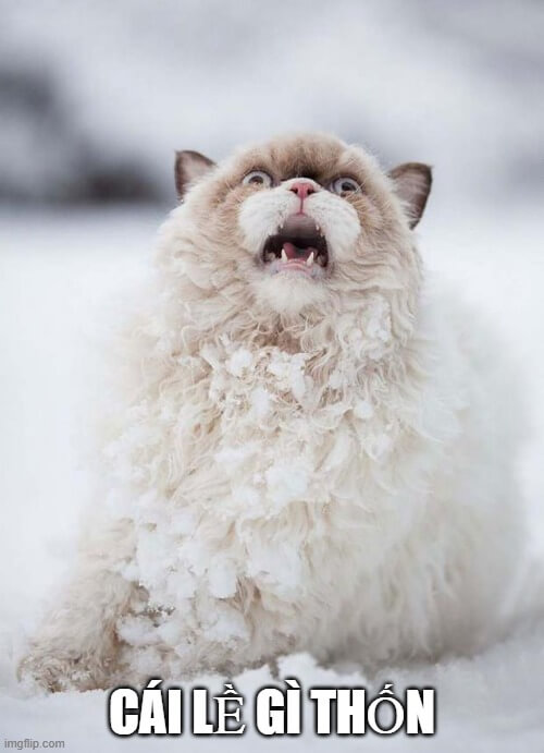 Mèo lòi mắt như thấy crush với người khác