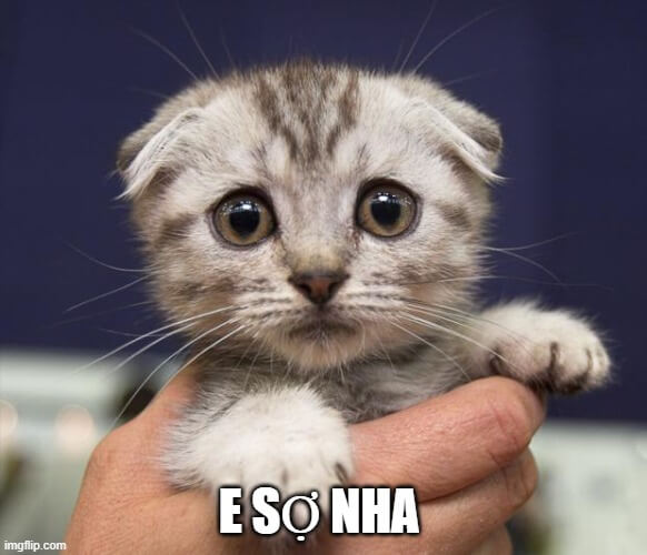 Mèo nín thở chờ số phận