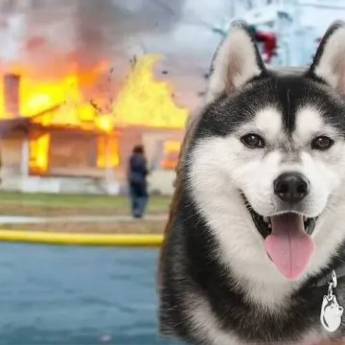 Meme hài husky đang phản ứng đồ vật một cách vô tri