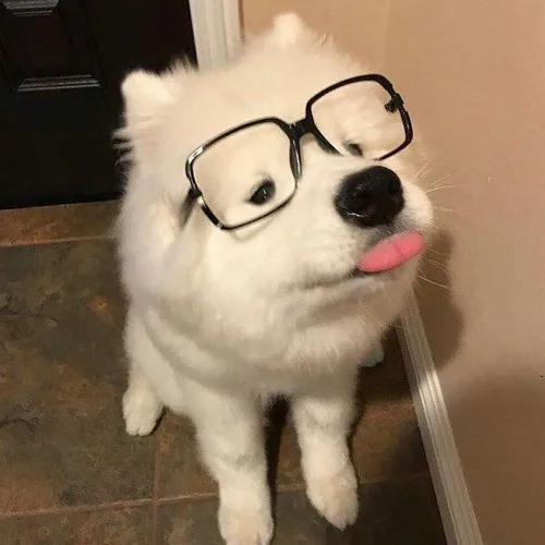 Meme husky trong hành động vô tri khiến ai cũng phì cười