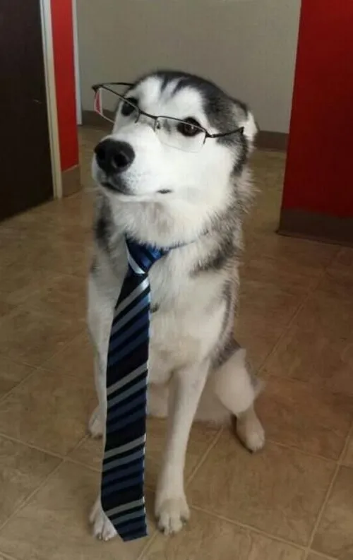 Hình meme hài husky với biểu cảm khờ khó tả