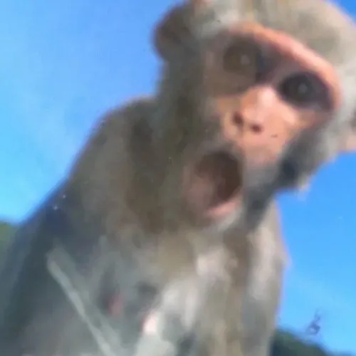 Bộ meme khỉ ngỡ ngàng cực hợp khi bạn đối mặt thông tin xoay chuyển