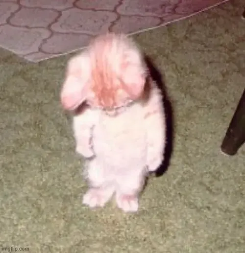 Meme chú mèo biểu đạt nỗi lòng buổi chiều mơ hồ