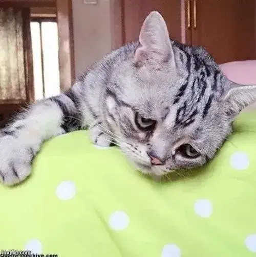 Ảnh troll con cún mèo gợi sự chùng xuống của tâm tư