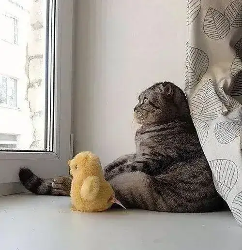 Mèo trĩu nặng ánh nhìn xa xăm thành meme hợp lúc bạn thấy hơi lạc lõng