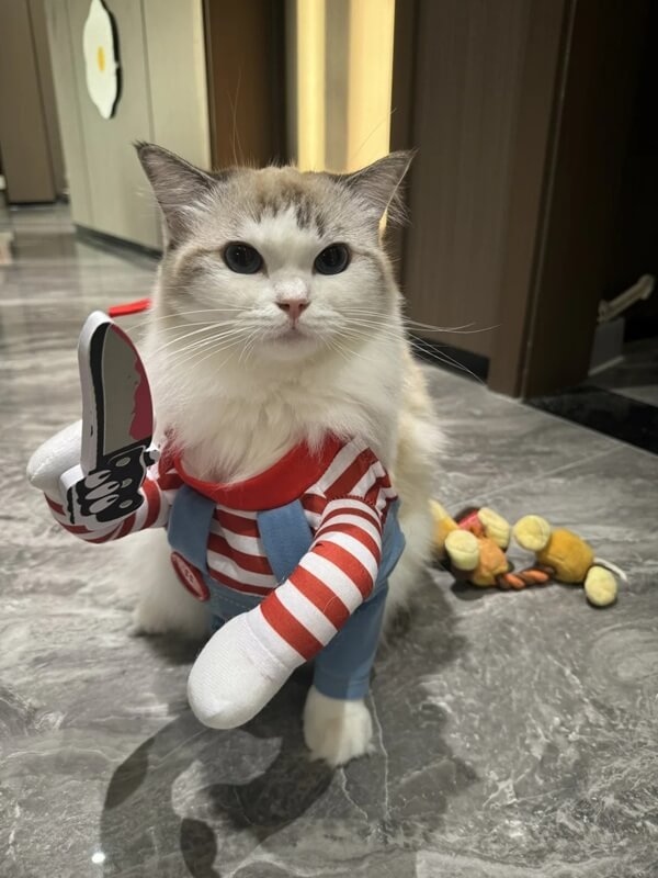 Meme mèo cầm dao rình sau rèm kiểu “lần này chết với tao”