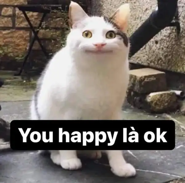 Mèo cười: You happy là oke