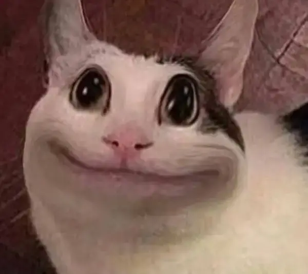 Những bức ảnh meme mèo cười nghiêng đầu “tấu hài cấp tốc”