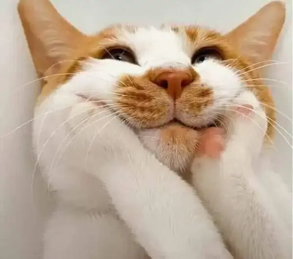 Meme mèo cười bên bếp lửa khiến dân mạng xôn xao