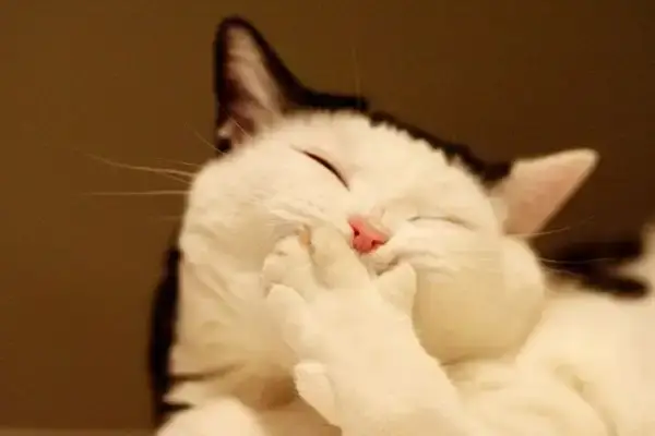 Loạt ảnh meme mèo cười giơ tay cực hợp làm ảnh comment