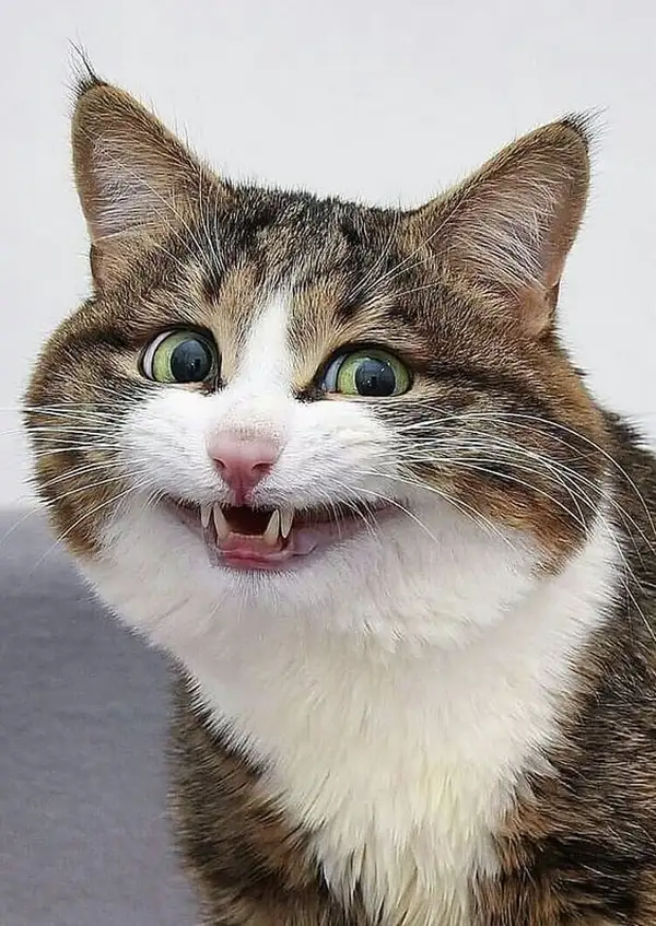 Hình mèo cười meme nhìn thẳng camera như “troll người xem”