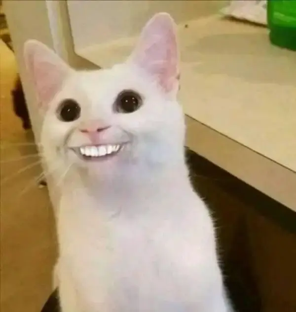 Meme mèo cười nhe răngbên ly cà phê cực chill và buồn cười