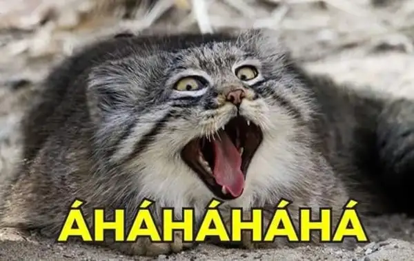 Mèo cười meme nhăn mặt siêu lầy và đáng yêu