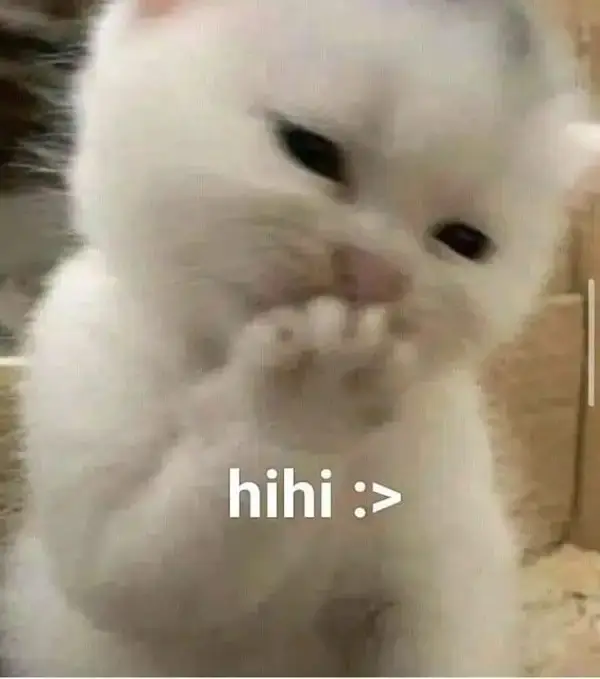 Tổng hợp ảnh meme mèo cười gục vì quá vui