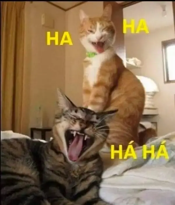 Meme mèo cười giữa đám đông nhưng vẫn chiếm spotlight