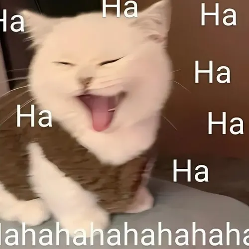 Meme chế mèo răng nhỏ lém lỉnh khiến người xem cười nghiêng ngả