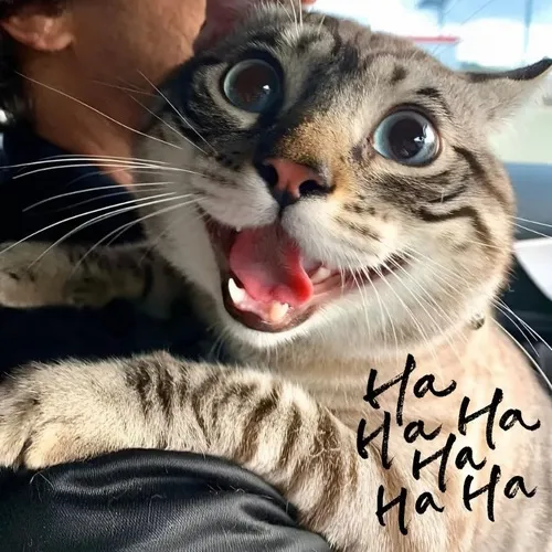 Meme chế mèo toe toét biểu lộ sắc thái lém lỉnh sinh động