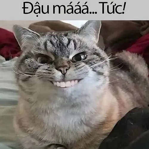 Hình troll mèo Ba Tư cười nhè nhẹ với ánh mắt vô cùng lém