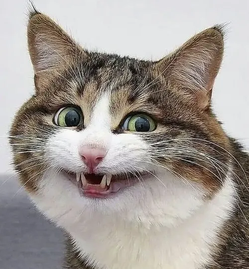 Ảnh chế mèo tủm tỉm tạo nét hài dí dỏm