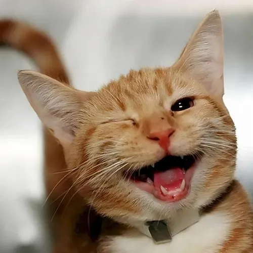 Ảnh hài mèo lấp lánh ánh mắt thể hiện vibe lém lỉnh độc nhất