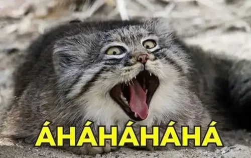 Ảnh vui mèo béo toe toét cho biểu cảm sinh động bất tận