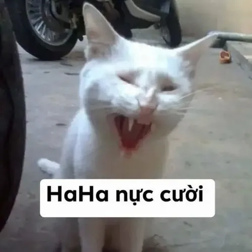 Ảnh meme vui mèo cổ phao tạo cảm giác nhộn nhịp cực tự nhiên