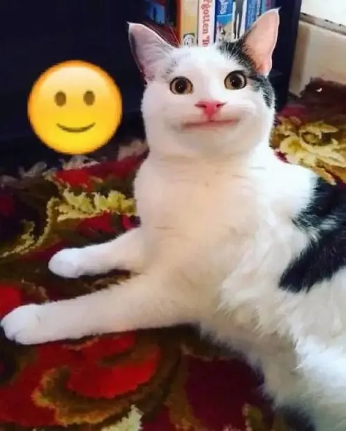 Ảnh chế mèo lí lắc ngập chất nhộn nhịp đúng kiểu pet vui