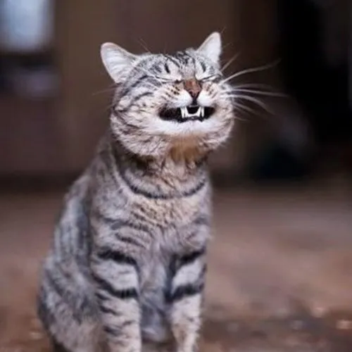 Ảnh vui mèo đuôi cong mang năng lượng hớn hở đúng chất pet