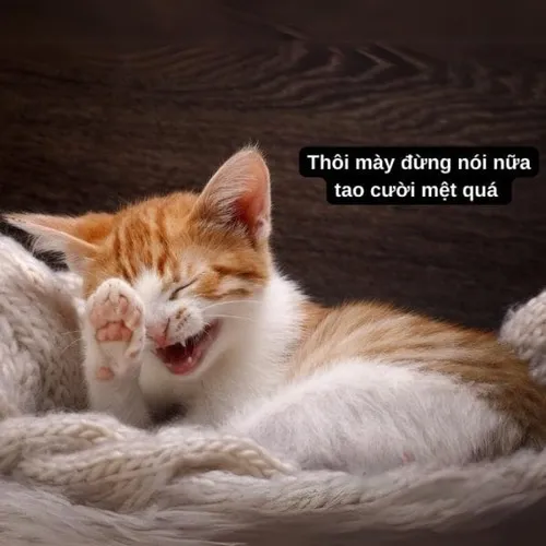 Meme mèo con toe toét cho thấy độ bông mềm đúng chuẩn cute
