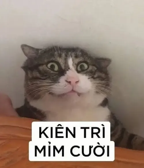 Meme hài mèo mắt hí toát lên nét duyên dễ gần kỳ lạ