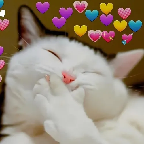 Ảnh hài mèo lông phúng phính gợi chất ngộ nghĩnh thu hút ánh nhìn