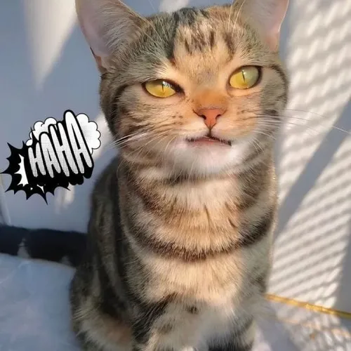 Meme hài mèo lí lắc mang chất nhây ngộ nghĩnh khiến lòng nhẹ